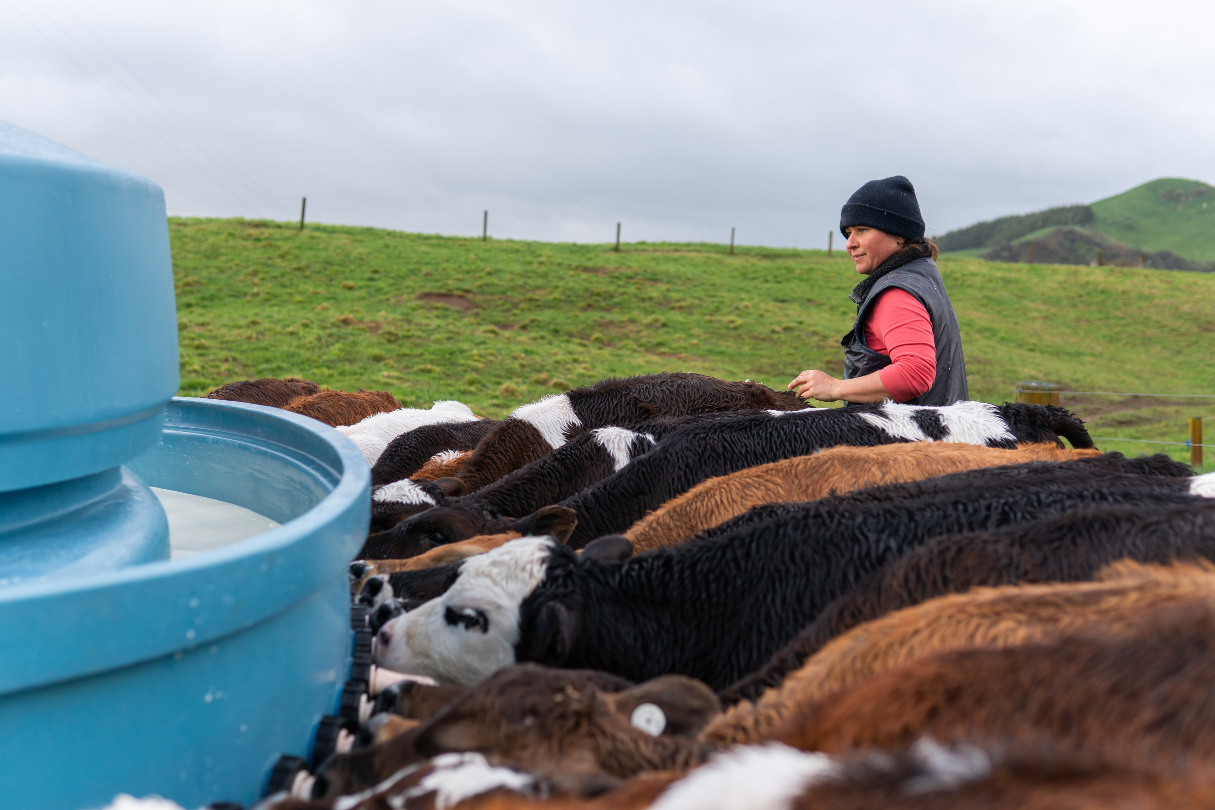Woman working at dairy farm