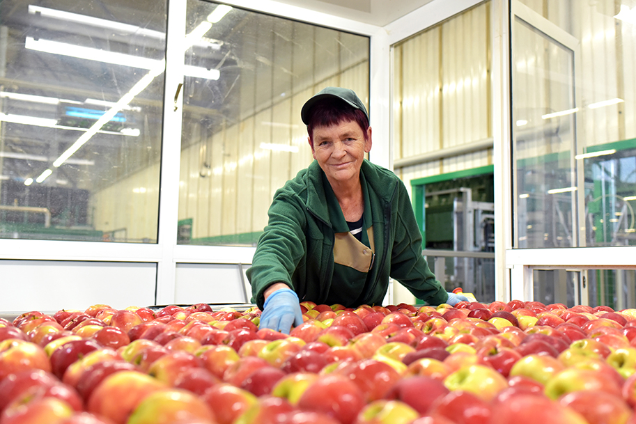 Food factory: assembly line with apples and workers 